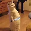 hihihehehaha95