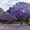 Alamary