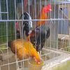 bantanan.farm