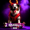 dog_small_