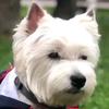 daisy_dog_westie