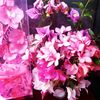 floramargarita3