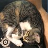 beepbopanonymouse