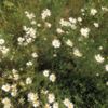 slowsnail_
