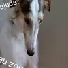caiooouuuiiuiui