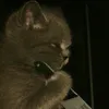 tvtlicht2