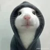 jasterplancabarua