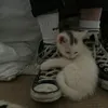 qniwc