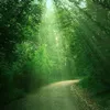 eshy_forest11