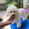 petgroomersoc