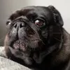 RosieThePugXo