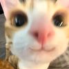 msyaull_