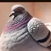 n3ggme