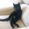 roxybismarh