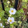 hanga_szabo5