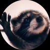 raccoon_detat