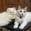 flufffy.berrys