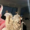 wleed__alshammari