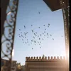 junasr8