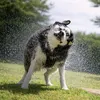 husky_mood