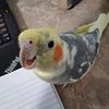 thedasinator