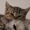 ynyn_meow