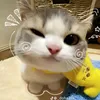 hare_277