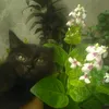 agisya_29