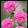 user418064760nkkbgkihjj