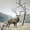 lonedeer