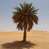 313سيدسعد