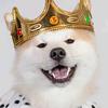 thedoggokinggg