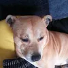 nev_388
