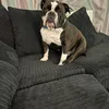 winniethedug