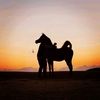 mahmoud_shrkawy