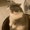 d_story0