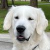 barkbeau