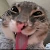 tgarr.co