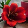 godongsemanggi6