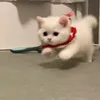 niratmi