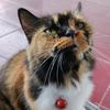 anonimminon