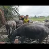 syukor khamis official 2