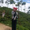 shusilashrestha5