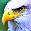 amiramir131415
