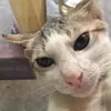 besocbo