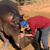 toicinhohipopotamo