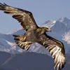 aigle74000