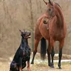 brbin_doberman