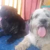 frlaicka