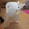hoangcau_21